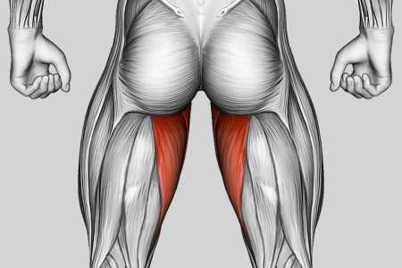 Exercise Category Muscles